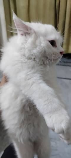 kitten persian cat white colour