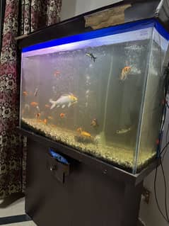 Aquarium with fishes