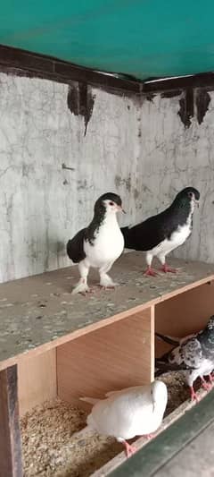 multani breeder pair sharzi