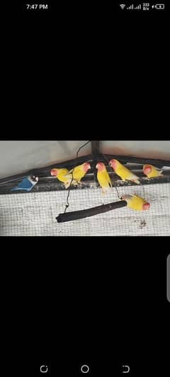 Common Lotino Breeders