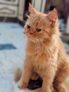 Persian Cat pregnant