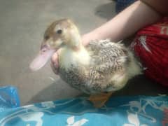 3ducks for sale