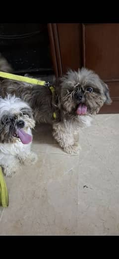 shitzu pair