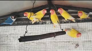 Common Lotino Breeders