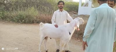 Bakra for sale