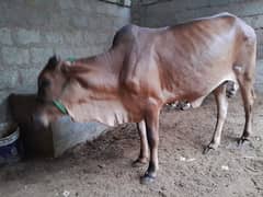 2 danth Geni Bachiya