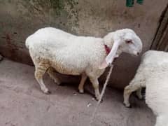 dumba for sale Jordi Ghar Ke pale hue hain