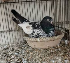 highflyer Teddy ferozpuri breeder pair