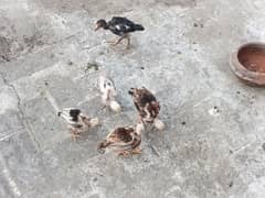 Aseel Chicks (mother muska Father mainwali)