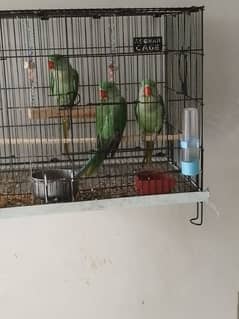 bird