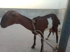 tadey bakri