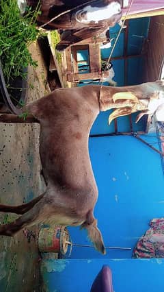 2 dant khassi bakara for sale