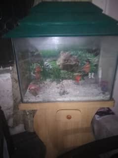 Fish Aquarium