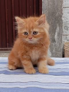 Beautiful 6 kittens