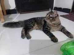 Persian