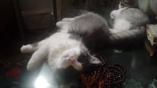 2 PERSIAN CATS ON SALES