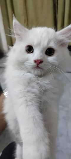 white persian cat