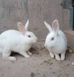 Red Eyes Rabbit Pair