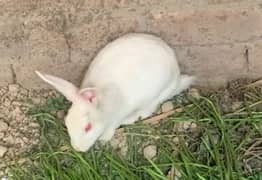 1 Red Eyes Rabbit