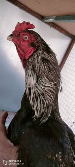 Aseel Patha For sale