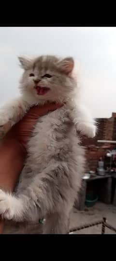 bi colour pair male female available WhatsApp 03037747713
