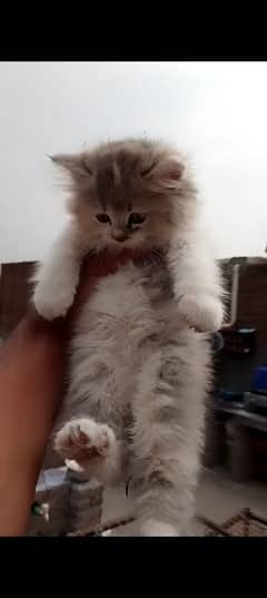 bi colour pair male female available WhatsApp 03037747713
