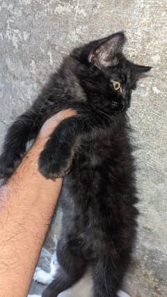 American breed cat baby female