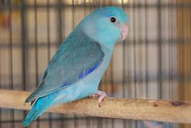 African level bird blue colour