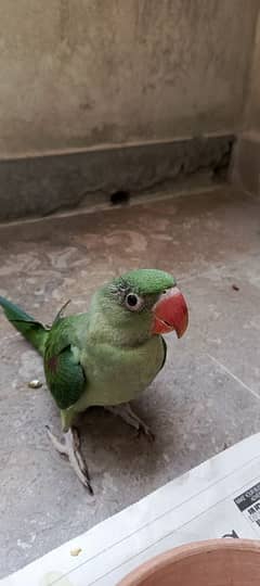 Pahari parrot
