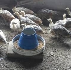 Green Java Peacock chiks for sale 03477484596 call wahtasp