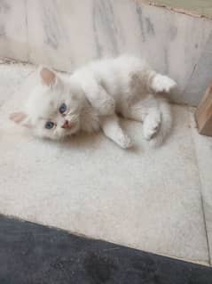 Russian cat's kitten females