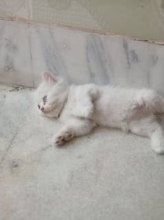 Russian cat's kitten females