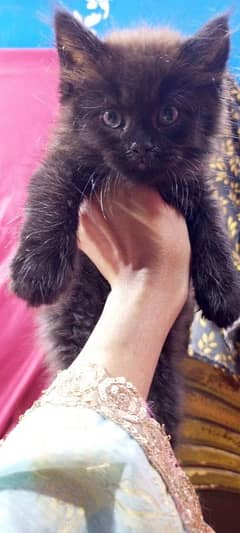pershan cat for sale