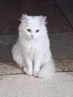 Turkish angora cat breed amarican