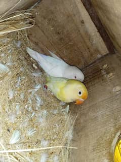 Creamino Albino Parblue pair