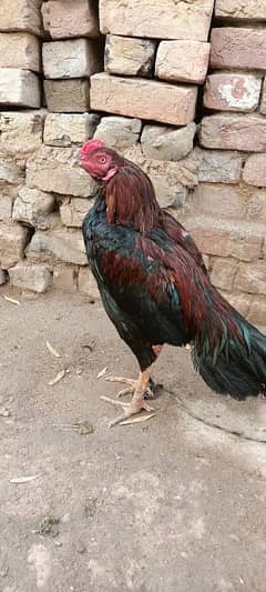 3 Aseel phaty for sale