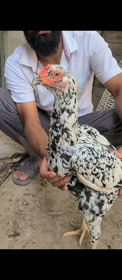 Aseel/Hens/pure band gaddi