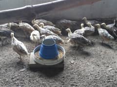 Green Java Peacock chiks for sale 03477484596 call wahtasp