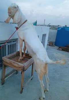 rajanpuri Bakra 03498200770
