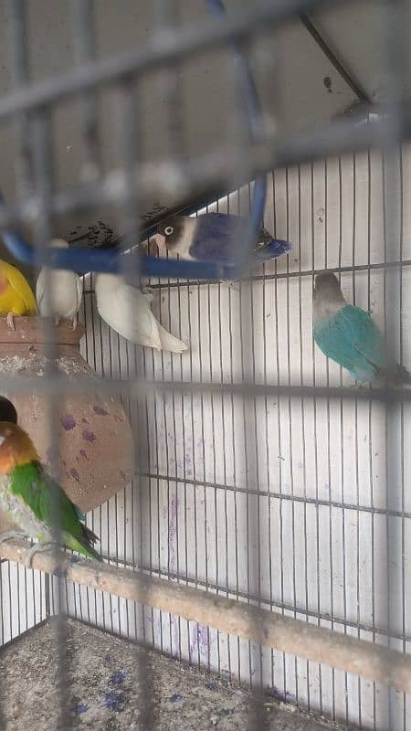 heeri female ready to egg exchange possible fawn Java 1