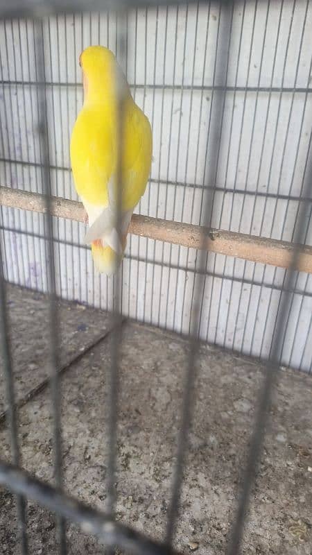 heeri female ready to egg exchange possible fawn Java 2