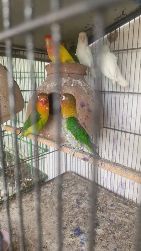 heeri female ready to egg exchange possible fawn Java 3