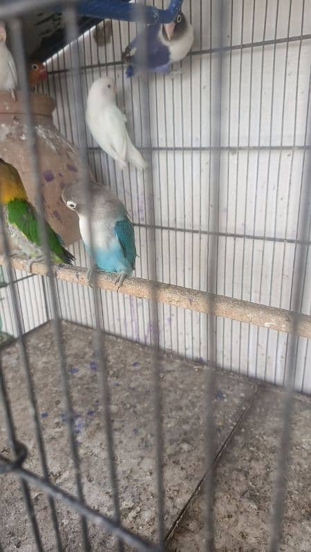 heeri female ready to egg exchange possible fawn Java 5