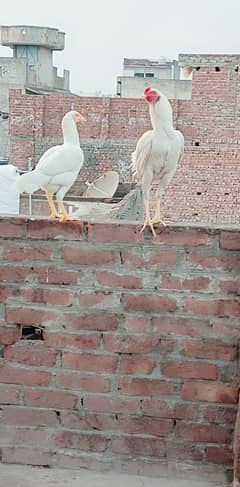 heera aseel pair video on demand 03083225760