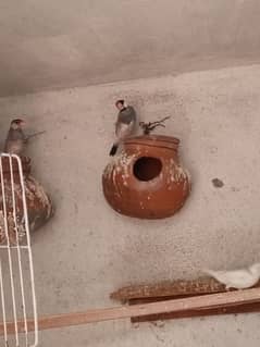 java finches