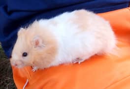 Syrian Hamsters (eid sale)