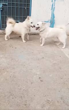 Pure Pista 100. /. Original Pair Male And Female dog