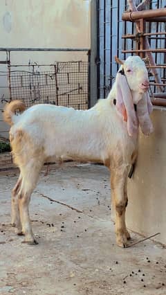 Bakray For Sale Qurbani 2025