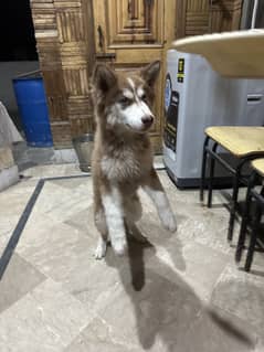 Siberian husky pup (odd eyes)  is up for sale in reasonable price