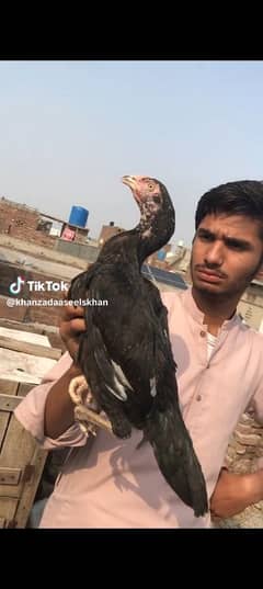 quality aseel lasani 1 pili 3 pathi or ak bareedar madi